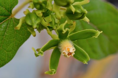 Gonolobus stenosepalus, photographed by Neptalí Ramírez Marcial