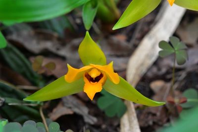 Lycaste cruenta, photographed by Neptalí Ramírez Marcial