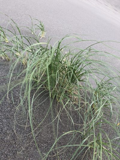 Muhlenbergia multiflora, photographed by Jared Shorma