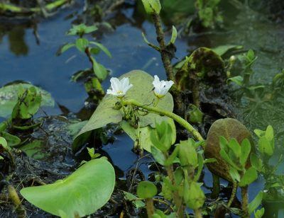 Nymphoides aquatica, photographed by Michelle W. （鍾偉瑋）