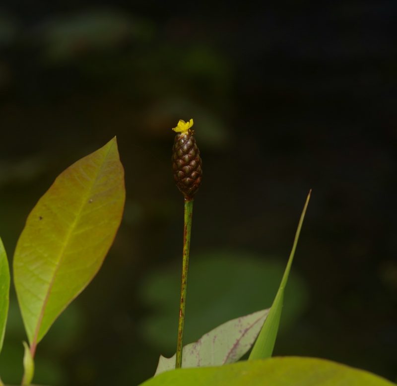 Xyris laxifolia, photographed by Michelle W. （鍾偉瑋）
