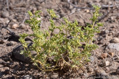 Euphrosyne nevadensis, photographed by Tim Messick