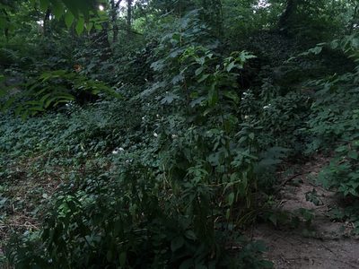 Lysimachia clethroides, photographed by Daniel Atha