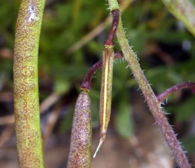 Boechera pendulina, photographed by Steve Matson