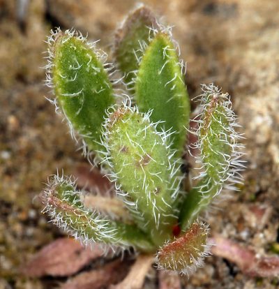 Boechera pendulina, photographed by Steve Matson