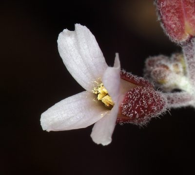 Boechera glaucovalvula, photographed by Steve Matson