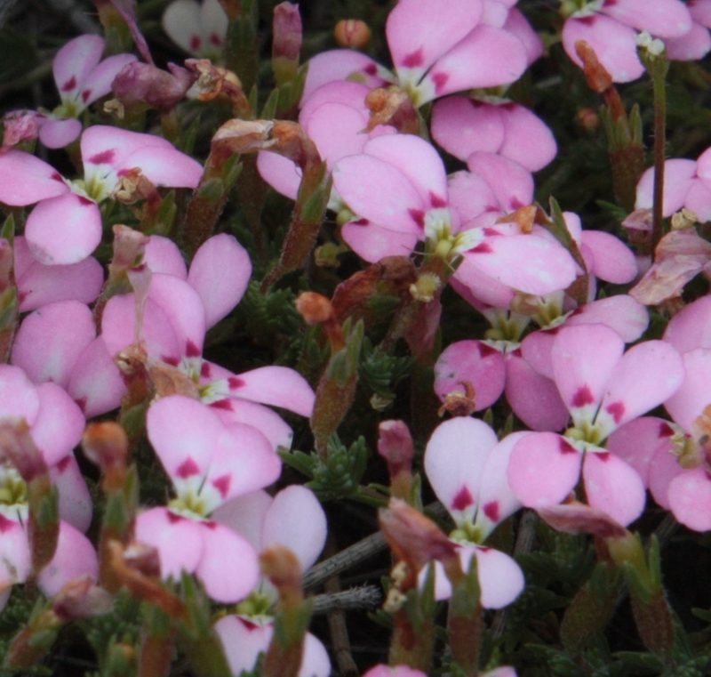 Stylidium perula, photographed by Margaret Langley