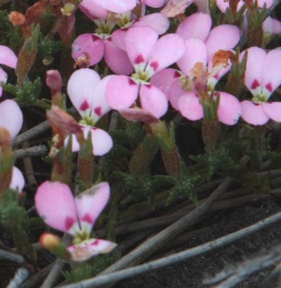 Stylidium perula, photographed by Margaret Langley