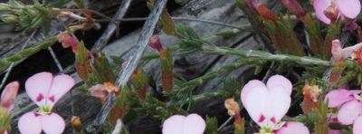 Stylidium perula, photographed by Margaret Langley