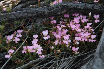Stylidium perula, photographed by Margaret Langley