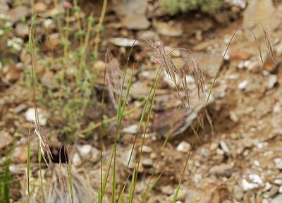 Bromus porteri, photographed by Steve Matson