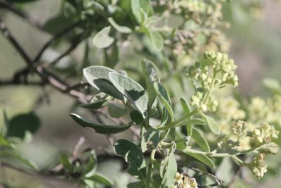 Buddleja parviflora, photographed by José Belem Hernández Díaz