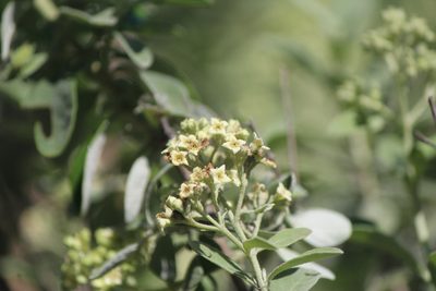 Buddleja parviflora, photographed by José Belem Hernández Díaz