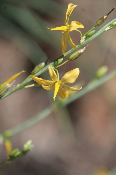 Echeandia falcata, photographed by José Belem Hernández Díaz