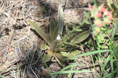 Echeveria bifida, photographed by José Belem Hernández Díaz