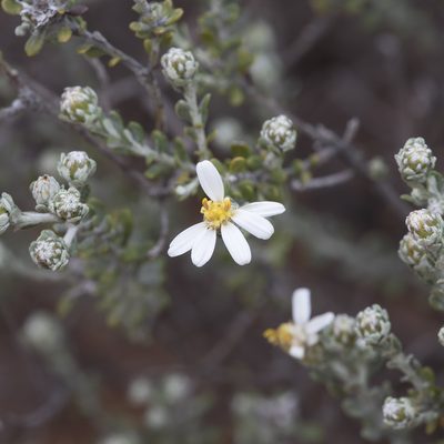 Olearia pimeleoides, photographed by Kym Nicolson