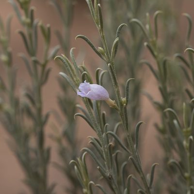 Eremophila scoparia, photographed by Kym Nicolson