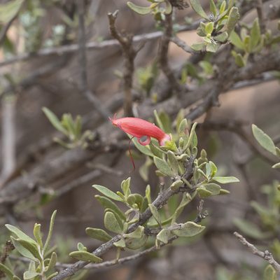 Eremophila glabra, photographed by Kym Nicolson