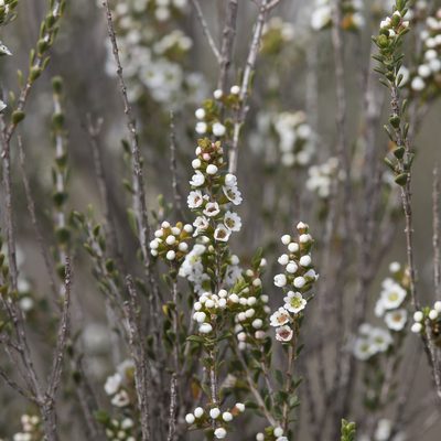 Thryptomene micrantha, photographed by Kym Nicolson