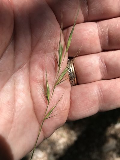 Elymus texensis, photographed by Alan Weakley