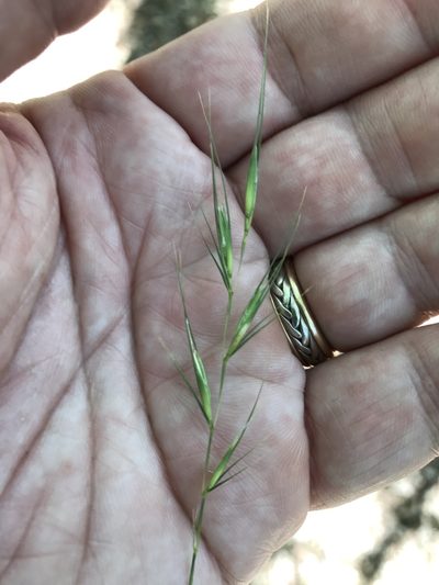 Elymus texensis, photographed by Alan Weakley