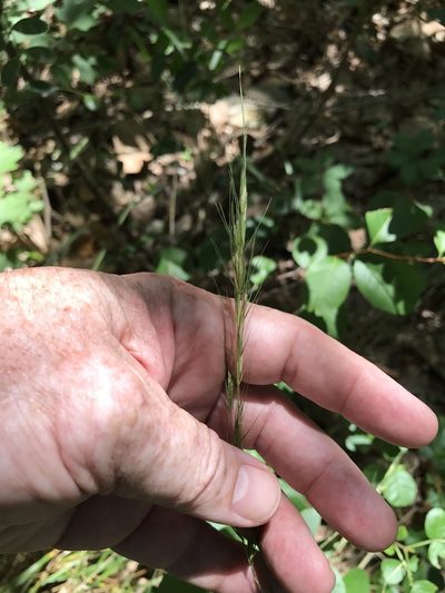 Elymus texensis, photographed by Alan Weakley