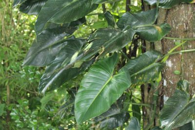 Philodendron brenesii, photographed by Jake Rehage