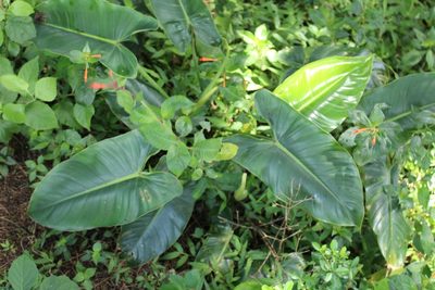 Philodendron brenesii, photographed by Jake Rehage