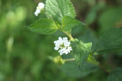 Lantana hirta, photographed by Jake Rehage