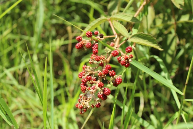 Rubus urticifolius, photographed by Jake Rehage