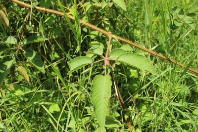 Rubus urticifolius, photographed by Jake Rehage