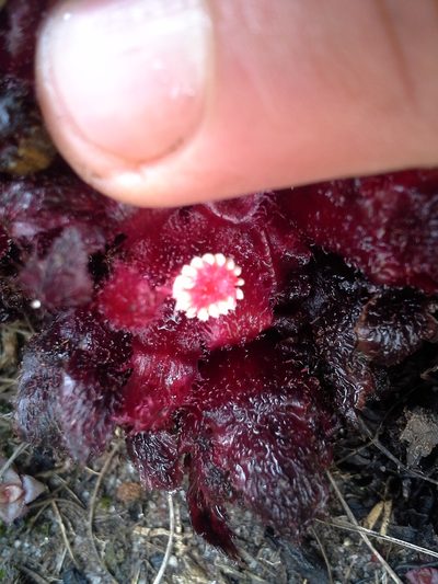 Cytinus visseri, photographed by Jimmy Whatmore