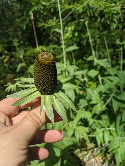 Rudbeckia alpicola, photographed by José Garrido