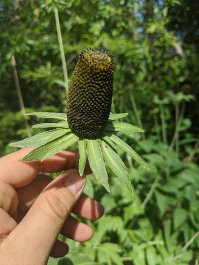 Rudbeckia alpicola, photographed by José Garrido