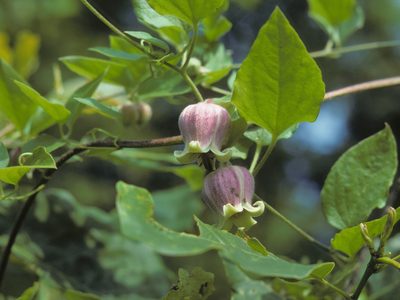 Clematis morefieldii, photographed by Jim Morefield