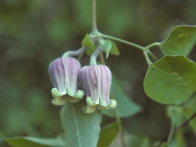 Clematis morefieldii, photographed by Jim Morefield