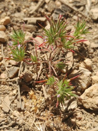 Navarretia peninsularis, photographed by Casey H. Richart