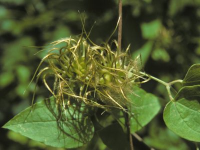 Clematis morefieldii, photographed by Jim Morefield
