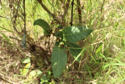 Psidium guineense, photographed by Jake Rehage