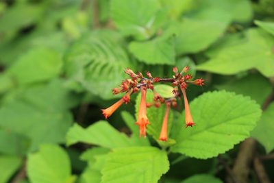 Cuphea appendiculata, photographed by Jake Rehage