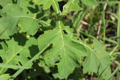 Verbesina turbacensis, photographed by Jake Rehage