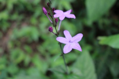 Pseuderanthemum cuspidatum, photographed by Jake Rehage