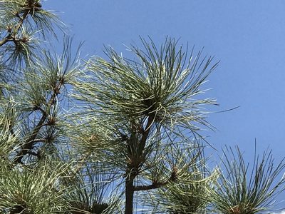 Pinus engelmannii, photographed by CK2AZ