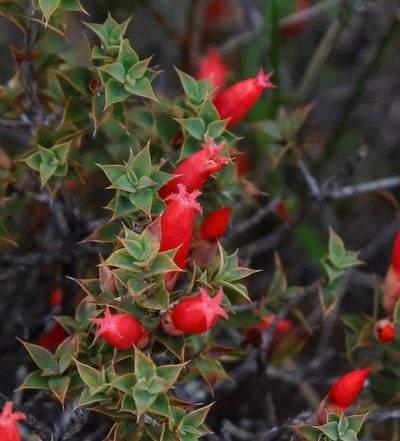 Styphelia serratifolia, photographed by Margaret Langley