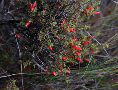 Styphelia serratifolia, photographed by Margaret Langley