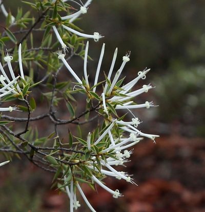 Styphelia tenuiflora, photographed by Margaret Langley