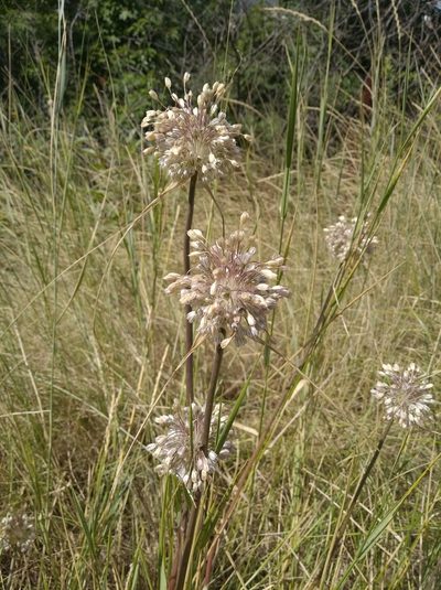 Allium paniculatum, photographed by Oleksii Vasyliuk