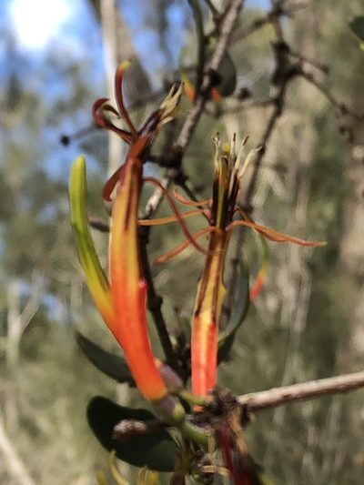 Lysiana maritima, photographed by Greg Tasney