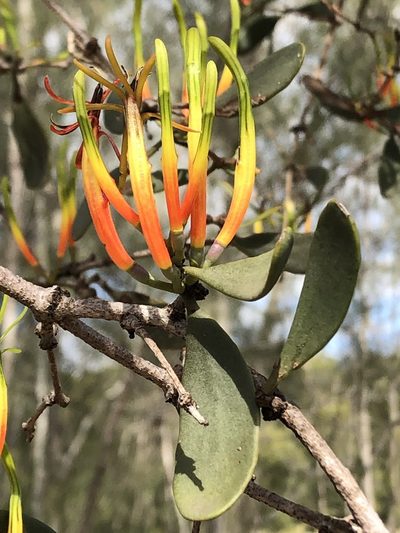 Lysiana maritima, photographed by Greg Tasney