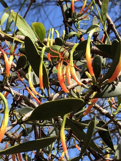 Lysiana maritima, photographed by Greg Tasney